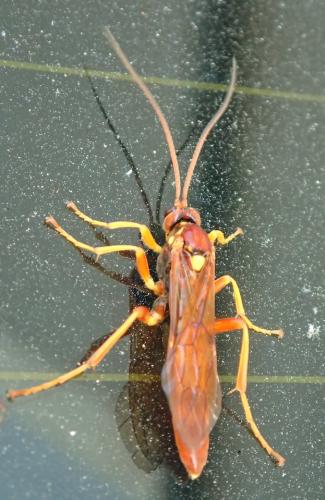 Réf. 208 836 : Callajoppa cirrogaster